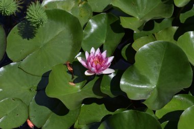 Güzel çiçek açan nilüfer çiçekleri yaz günü gölette büyür. 