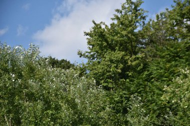 Mavi gökyüzü arka planında yeşil yaz ormanı manzarası 