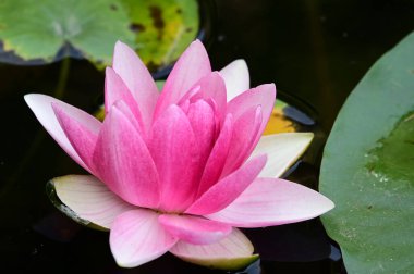 Güzel çiçek açan nilüfer çiçekleri yaz günü gölette büyür. 