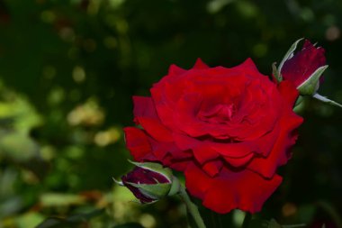 Güneşli yaz gününde bahçede büyüyen güzel güller. 