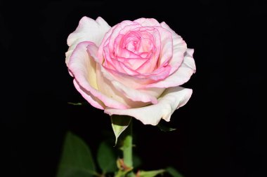 Koyu arkaplanda güzel bir gül, yaz konsepti, yakın görüş  