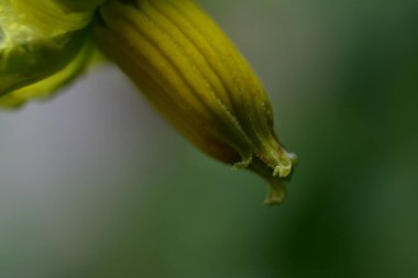 Güneşli yaz gününde bahçede büyüyen güzel bir çiçek. 
