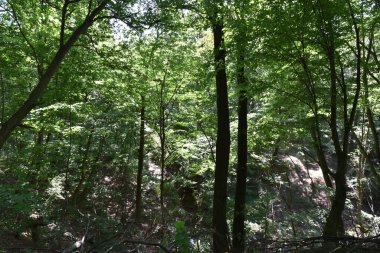 Ormandaki sonbahar ağaçlarının manzarası