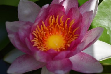 Güneşli yaz gününde bahçede yetişen güzel çiçekler. 