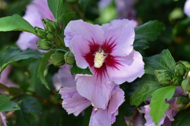 Güneşli yaz gününde bahçede yetişen güzel çiçekler. 