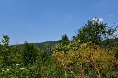 Mavi arka planda yeşil yaz çayırlarının manzarası 