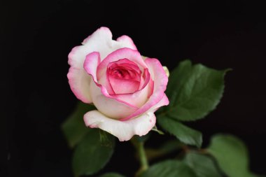 Koyu arkaplanda güzel bir gül, yaz konsepti, yakın görüş  