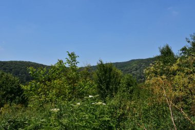 Mavi arka planda yeşil yaz çayırlarının manzarası 
