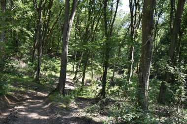 Ormandaki sonbahar ağaçlarının manzarası