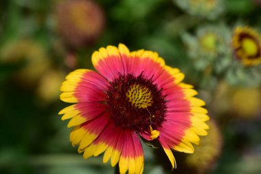 Güneşli bir günde bahçede büyüyen güzel çiçek. 