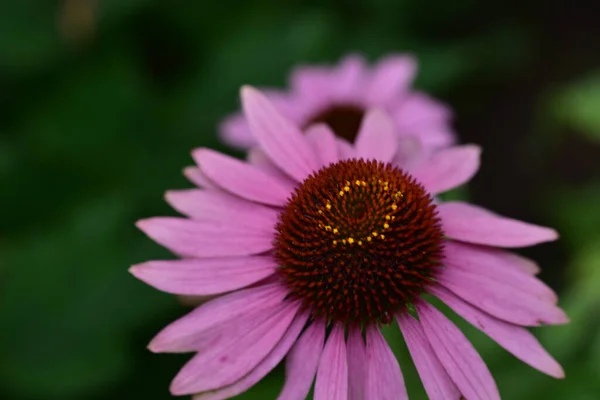 Smuk Blomst Vokser Haven Solrig Dag - Stock-foto