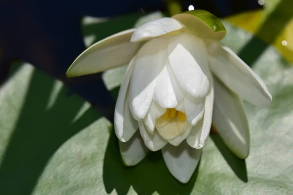 Krásný Kvetoucí Lotos Rostoucí Rybníku Letní Den — Stock fotografie