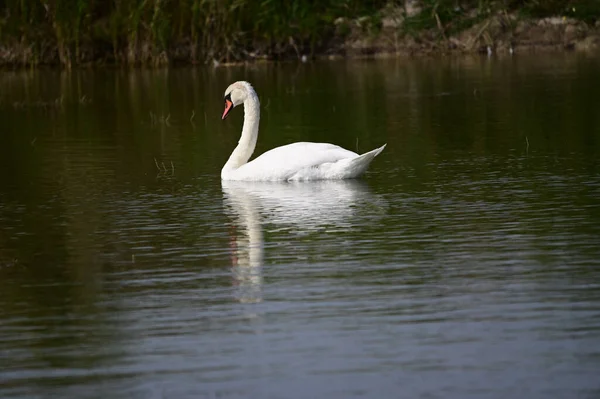 Schöner Schwan Schwimmt Sommertag Auf Der Wasseroberfläche Des Sees — Stockfoto