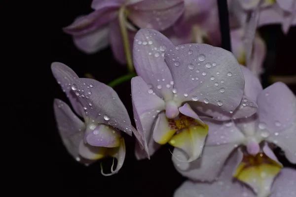 Belles Fleurs Orchidée Sur Fond Sombre Concept Été Vue Rapprochée — Photo