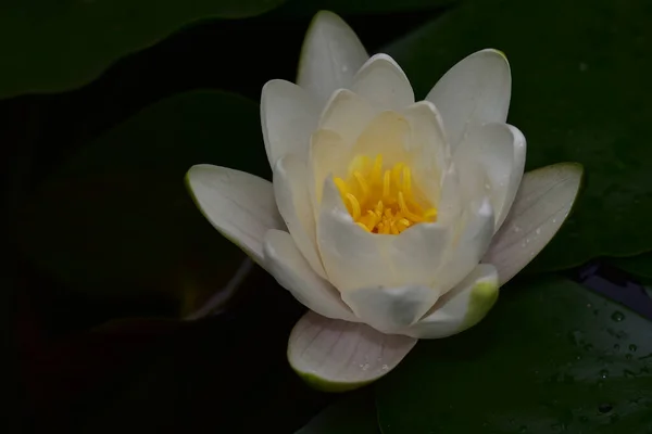 Mooie Bloeiende Lotus Groeien Vijver Zomerdag — Stockfoto