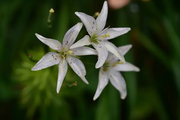 夏日阳光明媚的花园里 盛开着美丽的花朵 — 图库照片