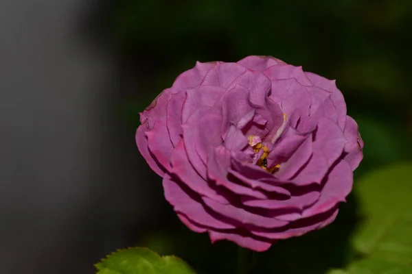 Belle Fleur Rose Poussant Dans Jardin Jour Ensoleillé — Photo