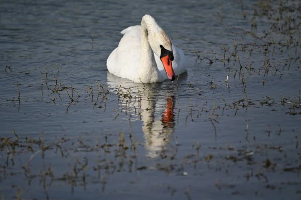 夏の日に湖の水面を泳ぐ白鳥 — ストック写真