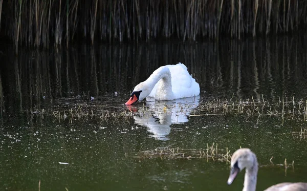 Hermosos Cisnes Nadando Superficie Del Lago Día Verano — Foto de Stock