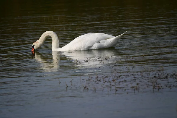 Schöner Schwan Schwimmt Sommertag Auf Der Wasseroberfläche Des Sees — Stockfoto