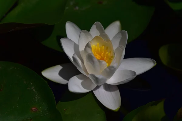 夏の日に池に咲く美しい蓮 — ストック写真