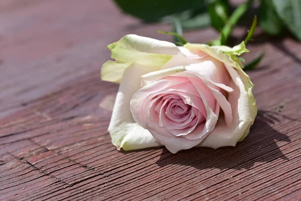 Krásná Růže Dřevěném Pozadí Letní Koncept Zblízka — Stock fotografie