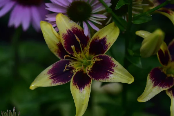 Schöne Blumen Wachsen Garten Sonnigen Sommertag — Stockfoto