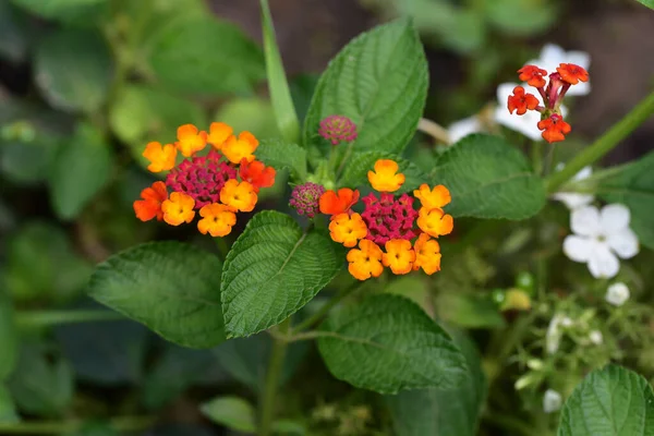 Belles Fleurs Poussant Dans Jardin Journée Ensoleillée Été — Photo