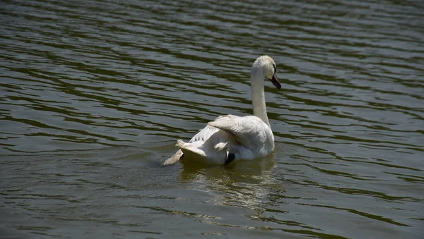 Hermoso Cisne Nadando Superficie Del Lago Día Verano —  Fotos de Stock