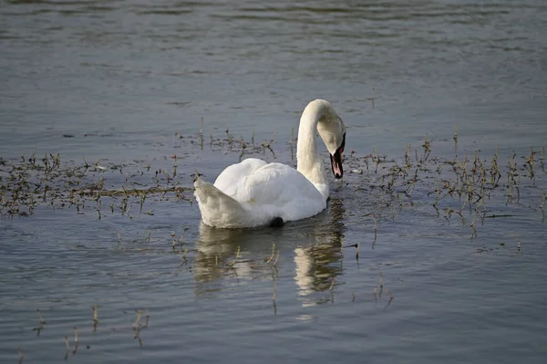 Όμορφη Swan Κολύμπι Στην Επιφάνεια Του Νερού Της Λίμνης Την — Φωτογραφία Αρχείου