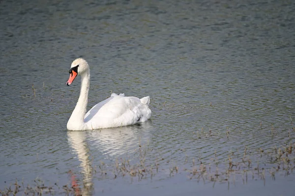 Belo Cisne Nadando Superfície Água Lago Dia Verão — Fotografia de Stock