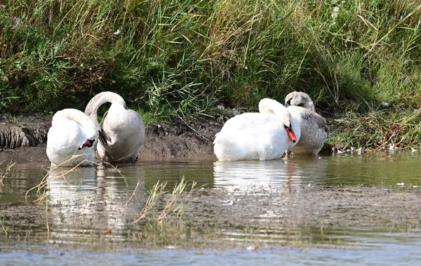 Schöne Schwäne Schwimmen Sommertagen Auf Der Wasseroberfläche Des Sees — Stockfoto