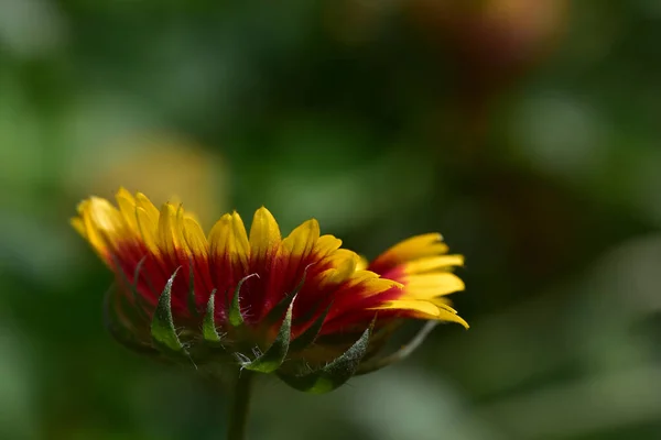 Beautiful Flower Growing Garden Sunny Day — Stock Photo, Image