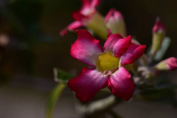 Belles Fleurs Poussant Dans Jardin Soleil Jour — Photo