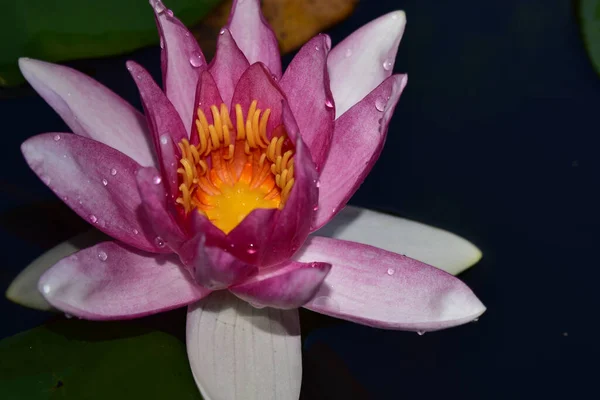 Beautiful Blooming Lotus Growing Pond Summer Day — Stock Photo, Image