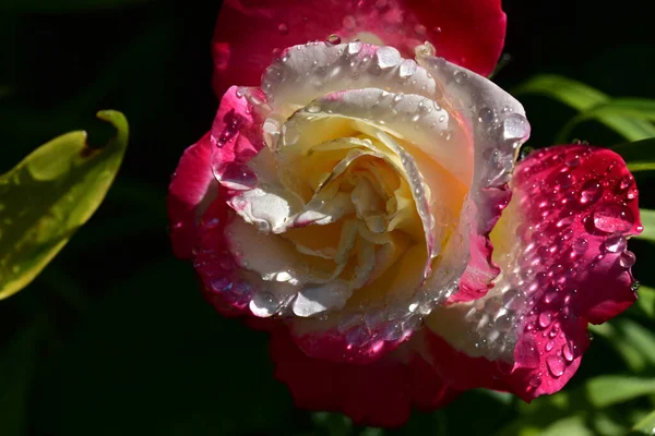 Красива Квітка Троянди Росте Саду Сонячний День — стокове фото