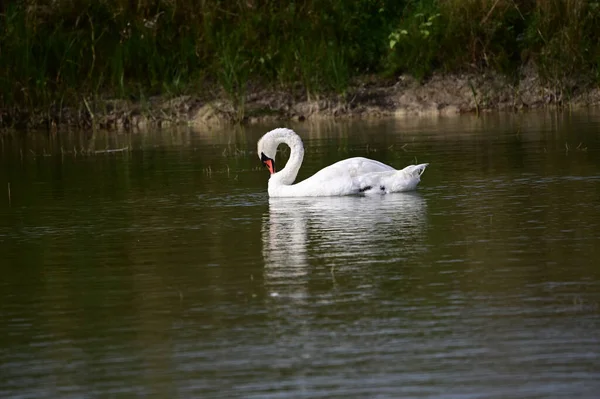 아름다운 백조는 여름철에는 호수의 위에서 헤엄친다 — 스톡 사진