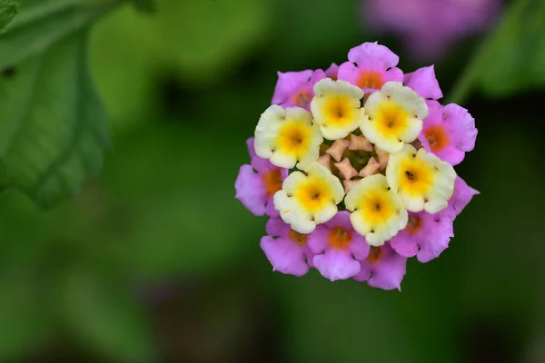 Vackra Blommor Xer Trã Dgã Rden Sommaren Solig Dag — Stockfoto