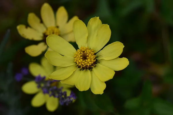 Schöne Blumen Wachsen Garten Sonnigen Sommertag — Stockfoto