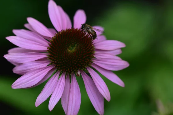 Belles Fleurs Poussant Dans Jardin Journée Ensoleillée Été — Photo