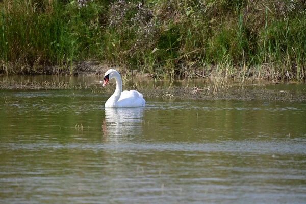 Belo Cisne Nadando Superfície Água Lago Dia Verão — Fotografia de Stock