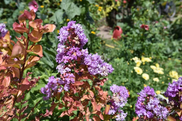 Vackra Blommor Xer Trã Dgã Rden Sommaren Solig Dag — Stockfoto