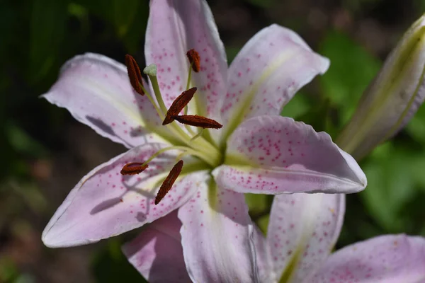 Hermosa Flor Lirio Creciendo Jardín Verano Día Soleado —  Fotos de Stock