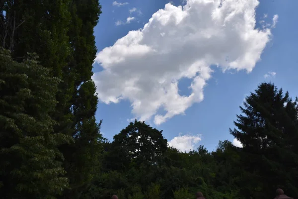 Landskap Grön Sommar Skog Blå Himmel Bakgrund — Stockfoto