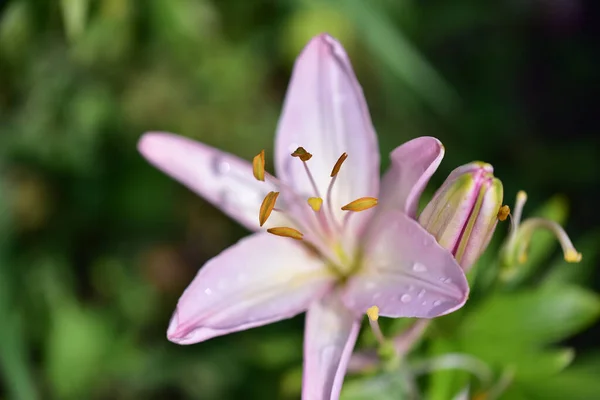 Hermosa Flor Lirio Creciendo Jardín Verano Día Soleado —  Fotos de Stock