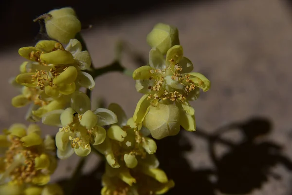 Belles Fleurs Poussant Dans Jardin Journée Ensoleillée Été — Photo