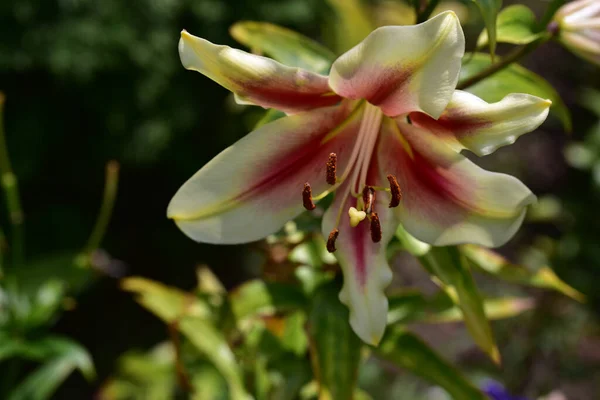 夏の晴れた日に庭で育つ美しいユリの花 — ストック写真