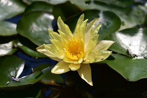 Bela Flor Lótus Crescendo Lagoa Dia Verão — Fotografia de Stock