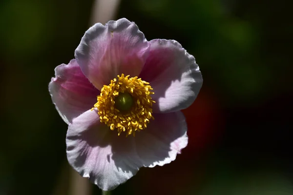 Piękny Kwiat Rośnie Ogrodzie Letni Słoneczny Dzień — Zdjęcie stockowe