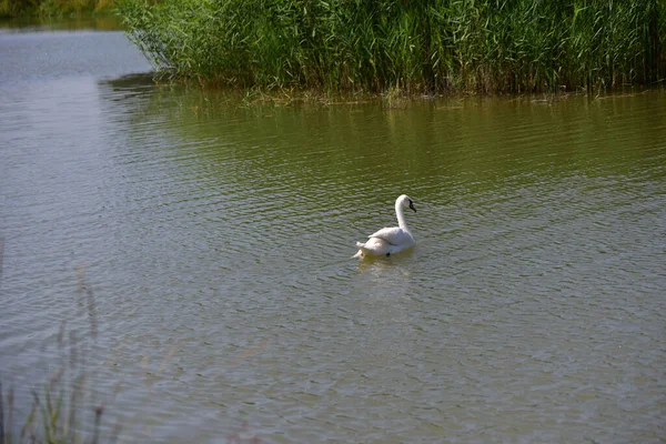 Schöner Schwan Schwimmt Sommertag Auf Der Wasseroberfläche Des Sees — Stockfoto